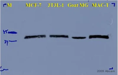 Western blot - Rabbit Anti-Mouse IgG H&L (HRP) (AB6728)