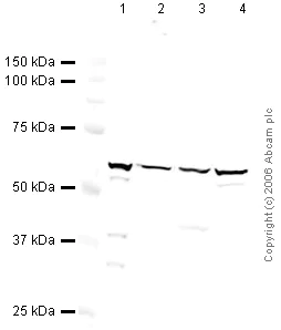 Western blot - Rabbit Anti-Mouse IgG H&L (HRP) (AB6728)