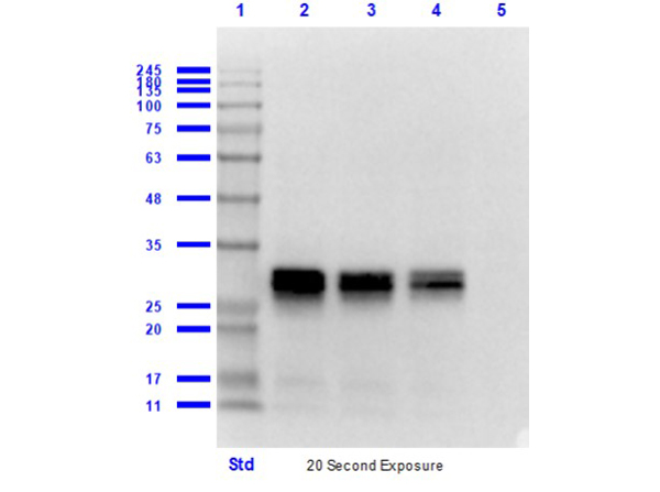 Western blot - Rabbit Anti-Mouse IgG H&L (HRP) (ab6728), expandable thumbnail