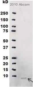Western blot - Rabbit Anti-Mouse IgG H&L (HRP) (AB6728)
