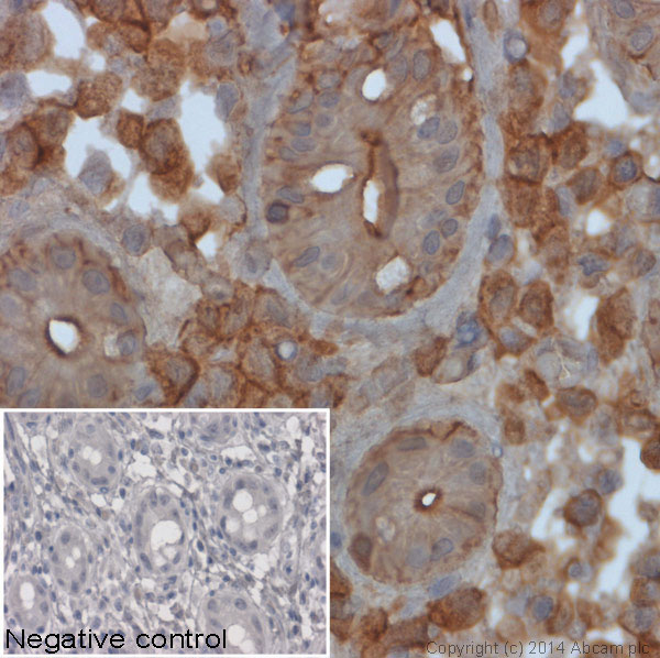 Immunohistochemistry (Formalin/PFA-fixed paraffin-embedded sections) - Rabbit Anti-Mouse IgG H&L (HRP) (AB97046), expandable thumbnail