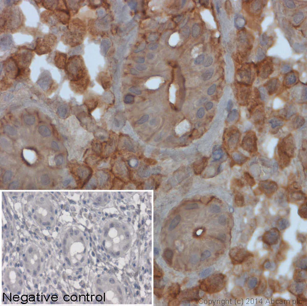 Immunohistochemistry (Formalin/PFA-fixed paraffin-embedded sections) - Rabbit Anti-Mouse IgG H&L (HRP) (AB97046)