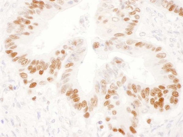 Immunohistochemistry (Formalin/PFA-fixed paraffin-embedded sections) - Rabbit Anti-Mouse IgG H&L (HRP) (AB97046), expandable thumbnail