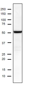 Western blot - Rabbit Anti-Mouse IgG H&L (HRP) (AB97046)