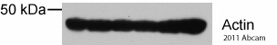 Western blot - Rabbit Anti-Mouse IgG H&L (HRP) (ab97046), expandable thumbnail