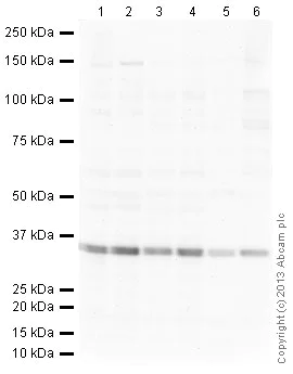 Western blot - Rabbit Anti-Mouse IgG H&L (HRP) (AB97046)