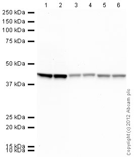 Western blot - Rabbit Anti-Mouse IgG H&L (HRP) (AB97046), expandable thumbnail