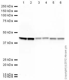 Western blot - Rabbit Anti-Mouse IgG H&L (HRP) (AB97046)