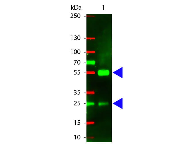 Western blot - Rabbit Anti-Pig IgG H&L (Texas Red ®) (AB6775)