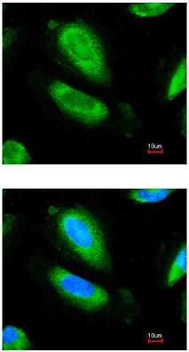 Immunocytochemistry/ Immunofluorescence - Rabbit polyclonal to GAD67/GAD1 (AB97739), expandable thumbnail