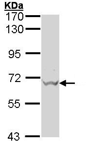 Western blot - Rabbit polyclonal to GAD67/GAD1 (AB97739), expandable thumbnail