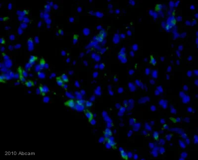 Immunohistochemistry (Frozen sections) - Rabbit Anti-Rat IgG H&L (FITC) (AB6730)