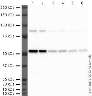 Western blot - Rabbit Anti-Rat IgG H&L (HRP) (AB102172), expandable thumbnail