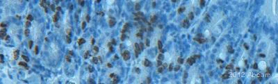Immunohistochemistry (Frozen sections) - Rabbit Anti-Rat IgG H&L (HRP) (AB6734)