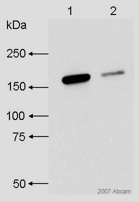 Western blot - Rabbit Anti-Rat IgG H&L (HRP) (AB6734), expandable thumbnail