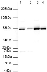 Western blot - Rabbit Anti-Rat IgG H&L (HRP) (AB6734), expandable thumbnail