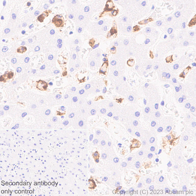 Immunohistochemistry (Formalin/PFA-fixed paraffin-embedded sections) - Rabbit Anti-Rat IgG H&L preadsorbed (AB102248)