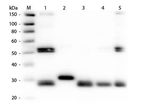 Western blot - Rabbit Anti-Rat IgG H&L preadsorbed (AB7099), expandable thumbnail