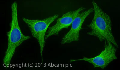Immunocytochemistry/ Immunofluorescence - Rabbit Anti-Sheep IgG H&L (Alexa Fluor® 488) (AB150181)
