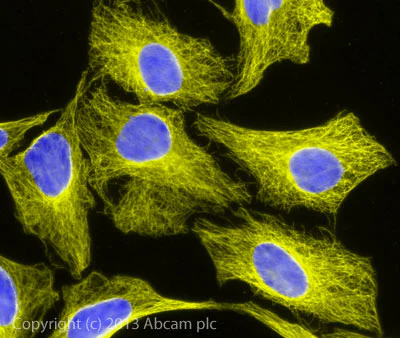 Immunocytochemistry/ Immunofluorescence - Rabbit Anti-Sheep IgG H&L (Alexa Fluor® 555) (AB150182)