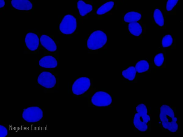 Immunocytochemistry/ Immunofluorescence - Rabbit Anti-Sheep IgG H&L (Alexa Fluor® 555) (AB150182)