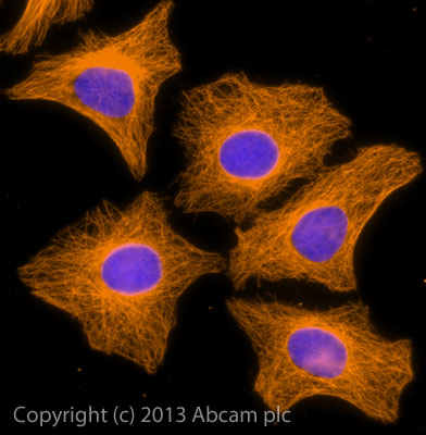 Immunocytochemistry/ Immunofluorescence - Rabbit Anti-Sheep IgG H&L (Alexa Fluor® 594) (AB150184), expandable thumbnail
