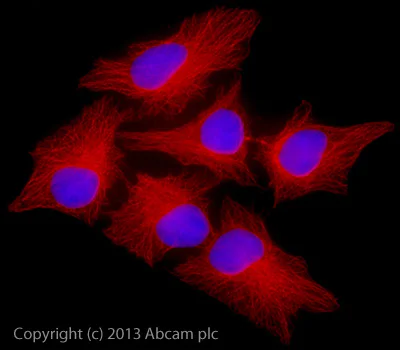 Immunocytochemistry/ Immunofluorescence - Rabbit Anti-Sheep IgG H&L (Alexa Fluor® 647) (AB150183)