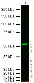 Western blot - Rabbit Anti-Sheep IgG H&L (Alexa Fluor® 750) (AB175757)