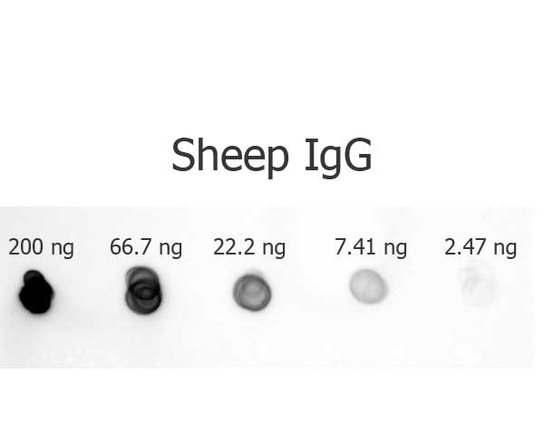 Dot Blot - Rabbit Anti-Sheep IgG H&L (Alkaline Phosphatase) (AB6748), expandable thumbnail