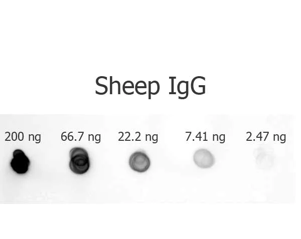 Dot Blot - Rabbit Anti-Sheep IgG H&L (Alkaline Phosphatase) (AB6748)