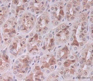 Immunohistochemistry (Formalin/PFA-fixed paraffin-embedded sections) - Rabbit Anti-Sheep IgG H&L (Biotin) (AB6746), expandable thumbnail