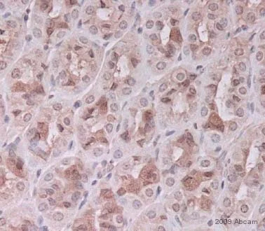 Immunohistochemistry (Formalin/PFA-fixed paraffin-embedded sections) - Rabbit Anti-Sheep IgG H&L (Biotin) (AB6746)