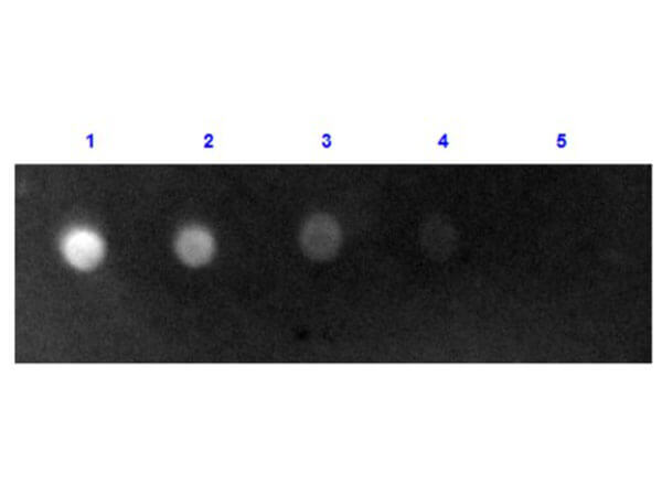 Dot Blot - Rabbit Anti-Sheep IgG H&L (FITC) (AB6743)