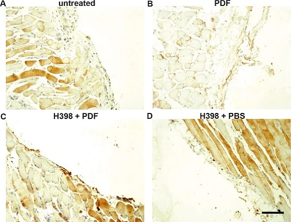 Immunohistochemistry (Formalin/PFA-fixed paraffin-embedded sections) - Rabbit Anti-Sheep IgG H&L (HRP) (AB6747)