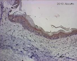 Immunohistochemistry (Formalin/PFA-fixed paraffin-embedded sections) - Rabbit Anti-Sheep IgG H&L (HRP) (AB6747)
