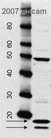 Western blot - Rabbit Anti-Sheep IgG H&L (HRP) (AB6747)