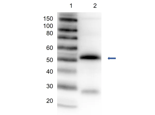 Western blot - Rabbit Anti-Sheep IgG H&L (HRP) (AB6747)