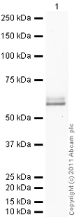 Western blot - Rabbit Anti-Sheep IgG H&L (HRP) (AB97130)