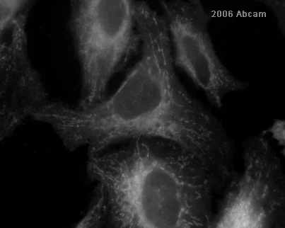 Immunocytochemistry/ Immunofluorescence - Rabbit Anti-Sheep IgG H&L (Texas Red ®) (AB6745)