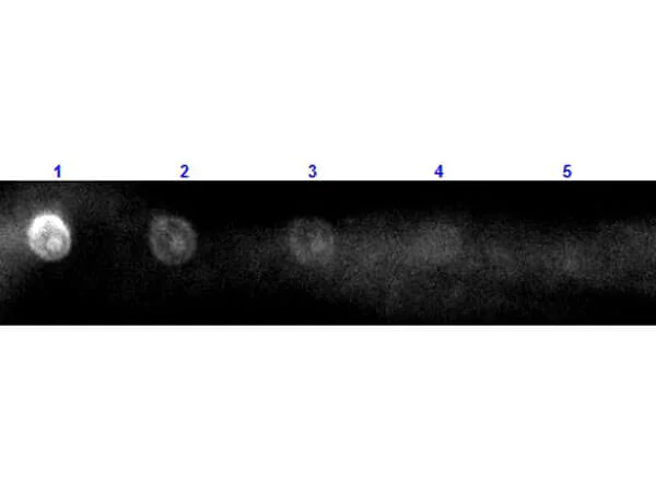 Dot Blot - Rabbit Anti-Sheep IgG H&L (TRITC) (AB6744)