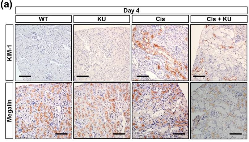 Immunohistochemistry (Formalin/PFA-fixed paraffin-embedded sections) - Rabbit specific HRP/DAB Detection IHC Detection Kit - Micro-polymer (AB236469), expandable thumbnail