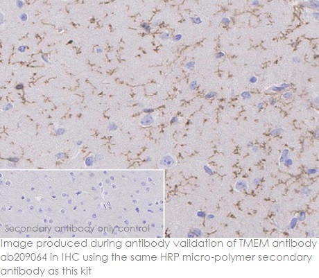 Immunohistochemistry (Formalin/PFA-fixed paraffin-embedded sections) - Rabbit specific HRP/DAB Detection IHC Detection Kit - Micro-polymer (AB236469), expandable thumbnail