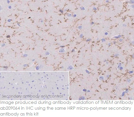 Immunohistochemistry (Formalin/PFA-fixed paraffin-embedded sections) - Rabbit specific HRP/DAB Detection IHC Detection Kit - Micro-polymer (AB236469)