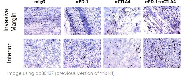 Immunohistochemistry (Formalin/PFA-fixed paraffin-embedded sections) - Rabbit specific HRP/DAB Detection IHC Detection Kit - Micro-polymer (AB236469), expandable thumbnail