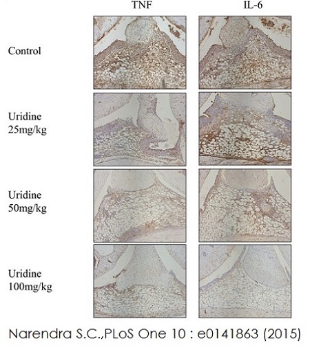 Immunohistochemistry (Formalin/PFA-fixed paraffin-embedded sections) - Rabbit specific HRP/DAB Detection IHC Kit (AB64261), expandable thumbnail