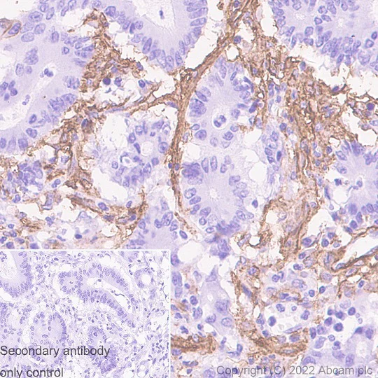 Immunohistochemistry (Formalin/PFA-fixed paraffin-embedded sections) - Rabbit specific IHC polymer detection kit HRP/DAB (AB209101)