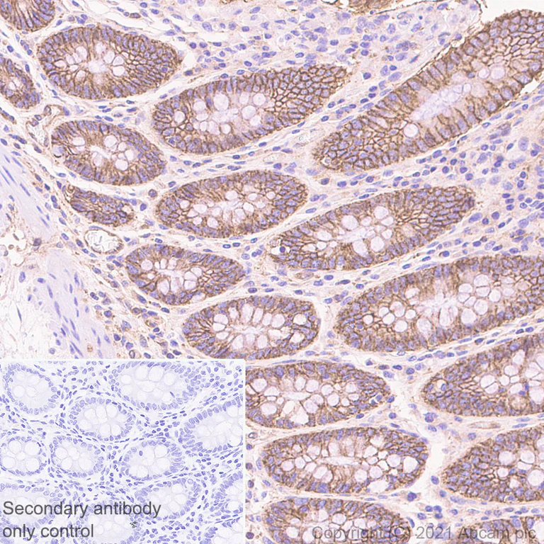 Immunohistochemistry (Formalin/PFA-fixed paraffin-embedded sections) - Rabbit specific IHC polymer detection kit HRP/DAB (AB209101)