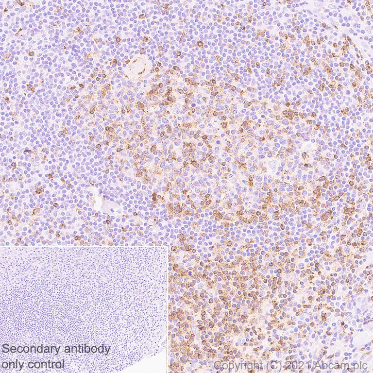 Immunohistochemistry (Formalin/PFA-fixed paraffin-embedded sections) - Rabbit specific IHC polymer detection kit HRP/DAB (AB209101)