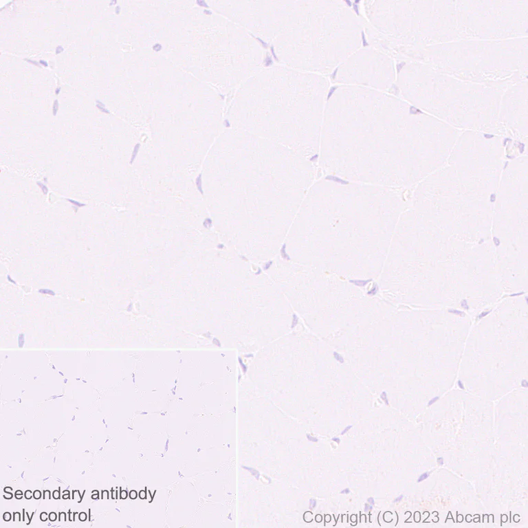 Immunohistochemistry (Formalin/PFA-fixed paraffin-embedded sections) - Rabbit specific IHC polymer detection kit HRP/DAB (AB209101)