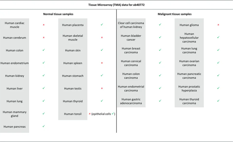 Immunohistochemistry (Formalin/PFA-fixed paraffin-embedded sections) - Rabbit specific IHC polymer detection kit HRP/DAB (AB209101)
